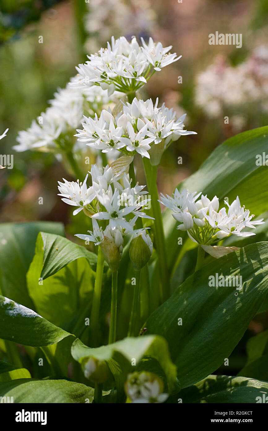 wild garlic plant Stock Photo Alamy