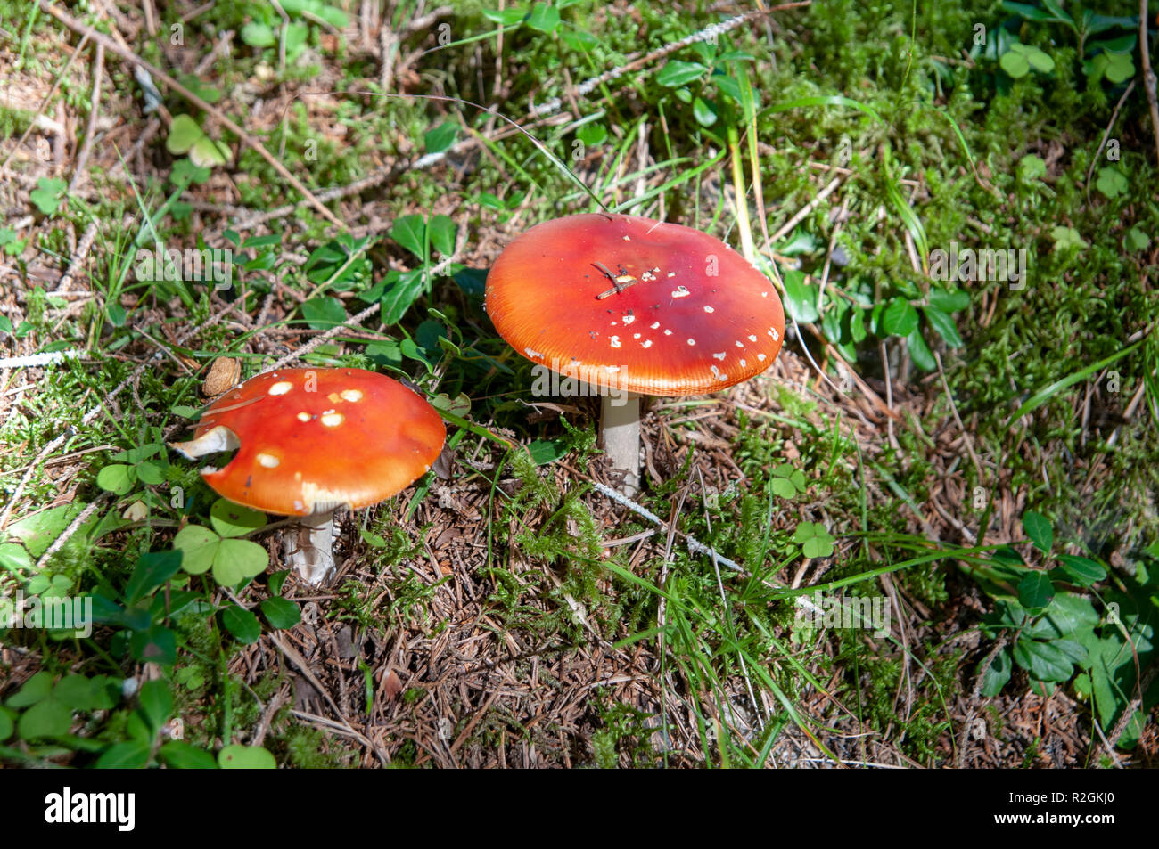 Amanita muscaria, commonly known as the fly agaric or fly amanita, is a basidiomycete of the genus Amanita. It is also a muscimol mushroom. Native thr Stock Photo