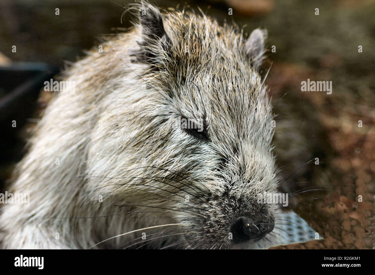 cuban tree rat Stock Photo - Alamy
