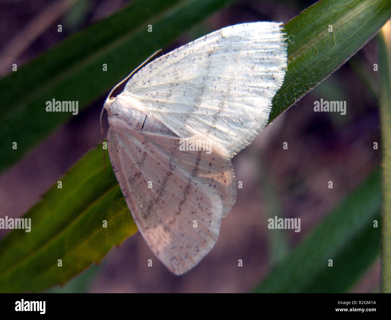 European gypsy moth hi-res stock photography and images - Alamy