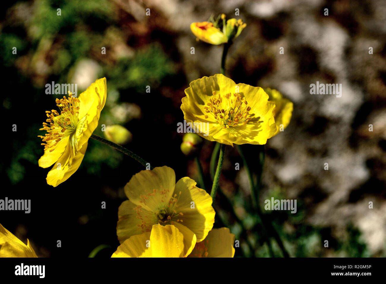 Alpine poppy papaver alpinum hi-res stock photography and images - Alamy