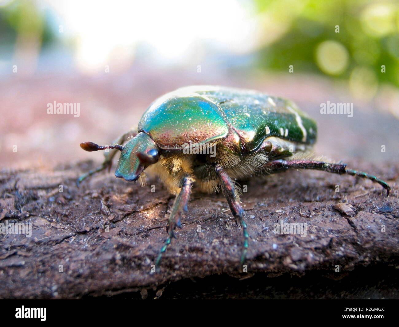 scarab beetle-1 Stock Photo