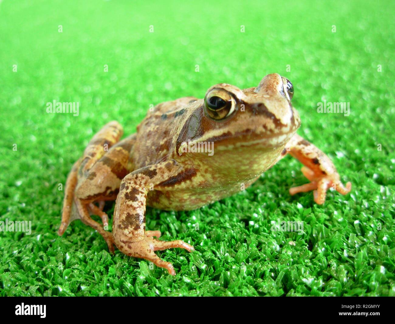grass frog 1 Stock Photo