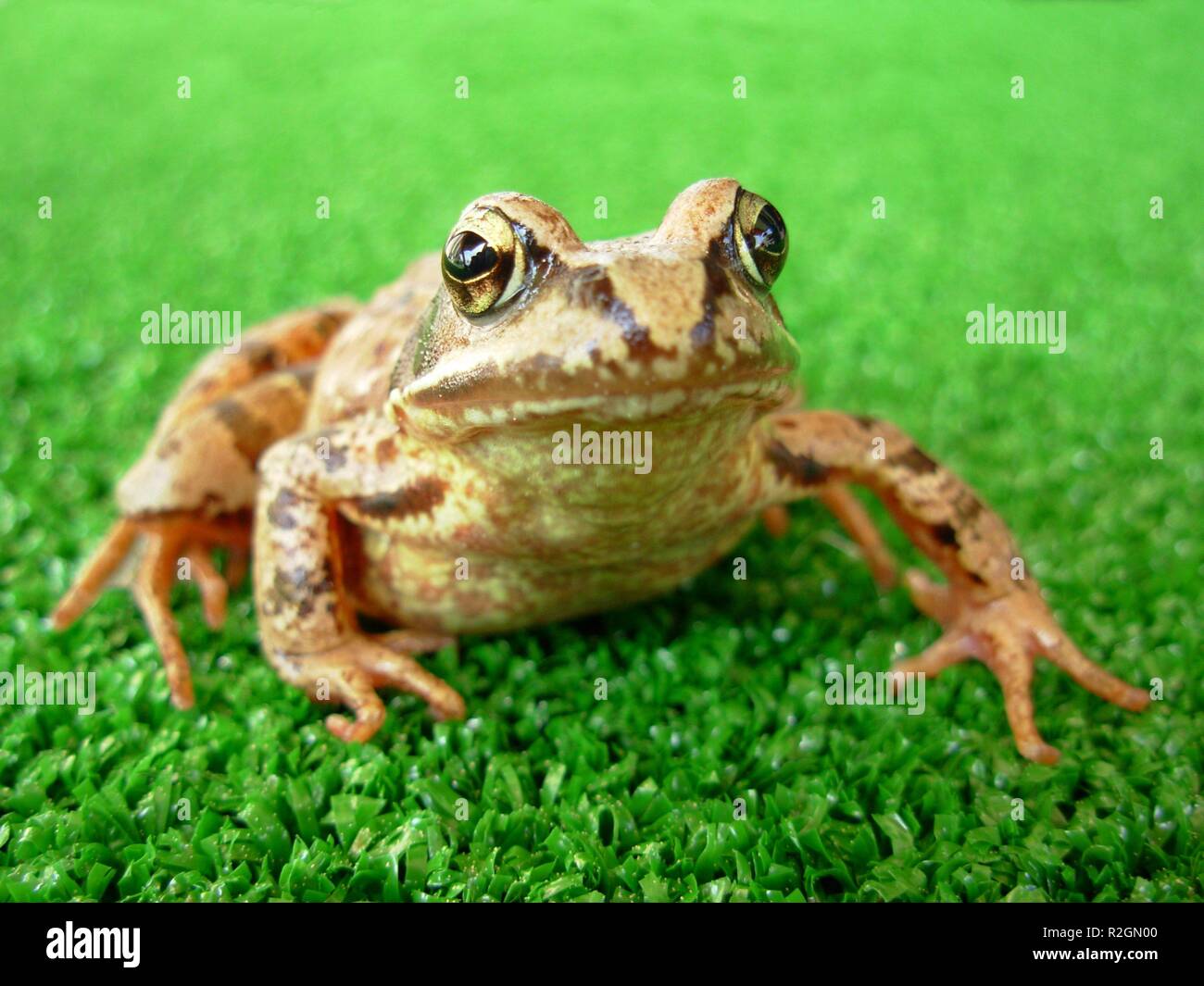 frog 2 Stock Photo
