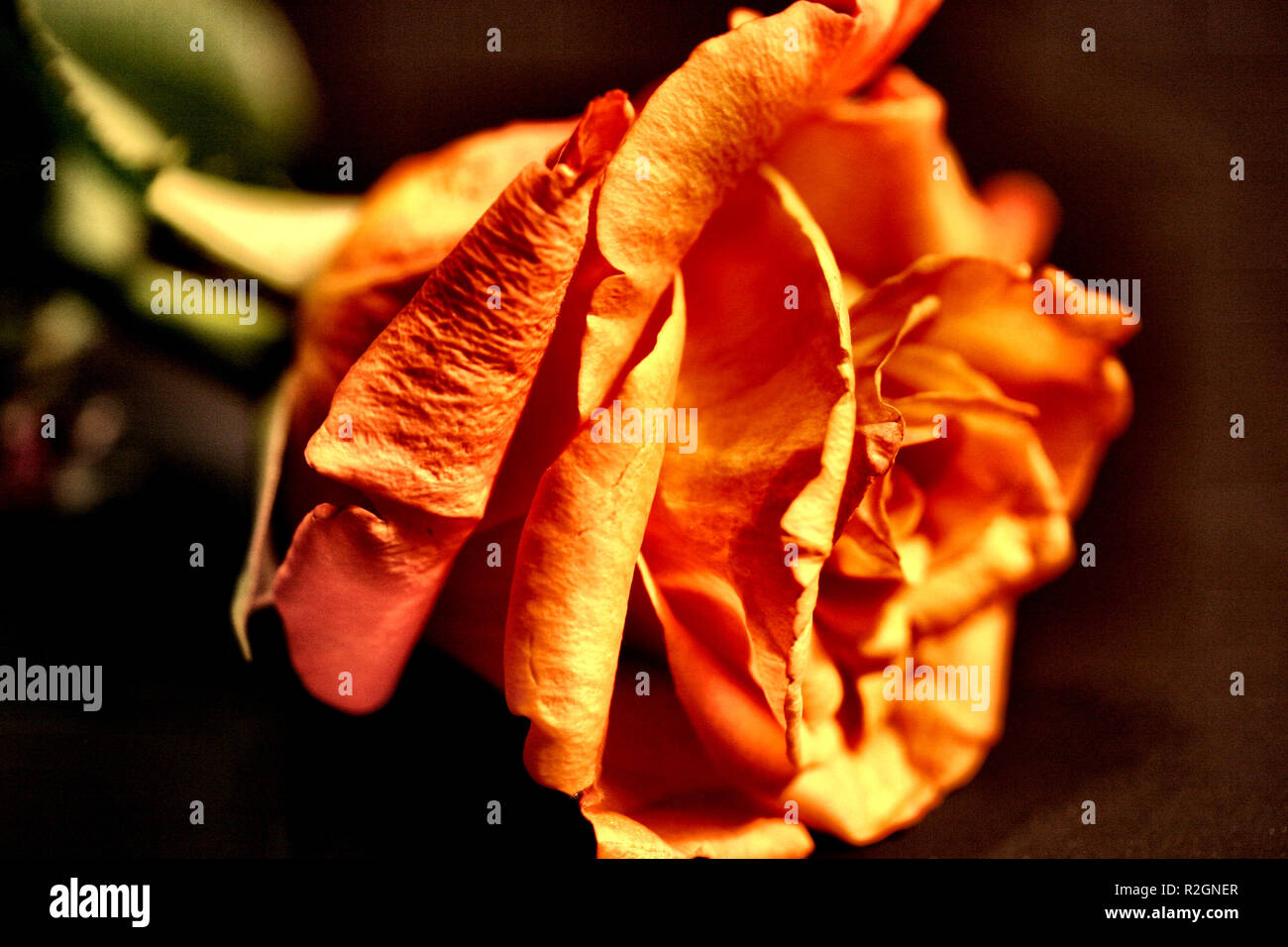 as beautiful as a rose Stock Photo Alamy