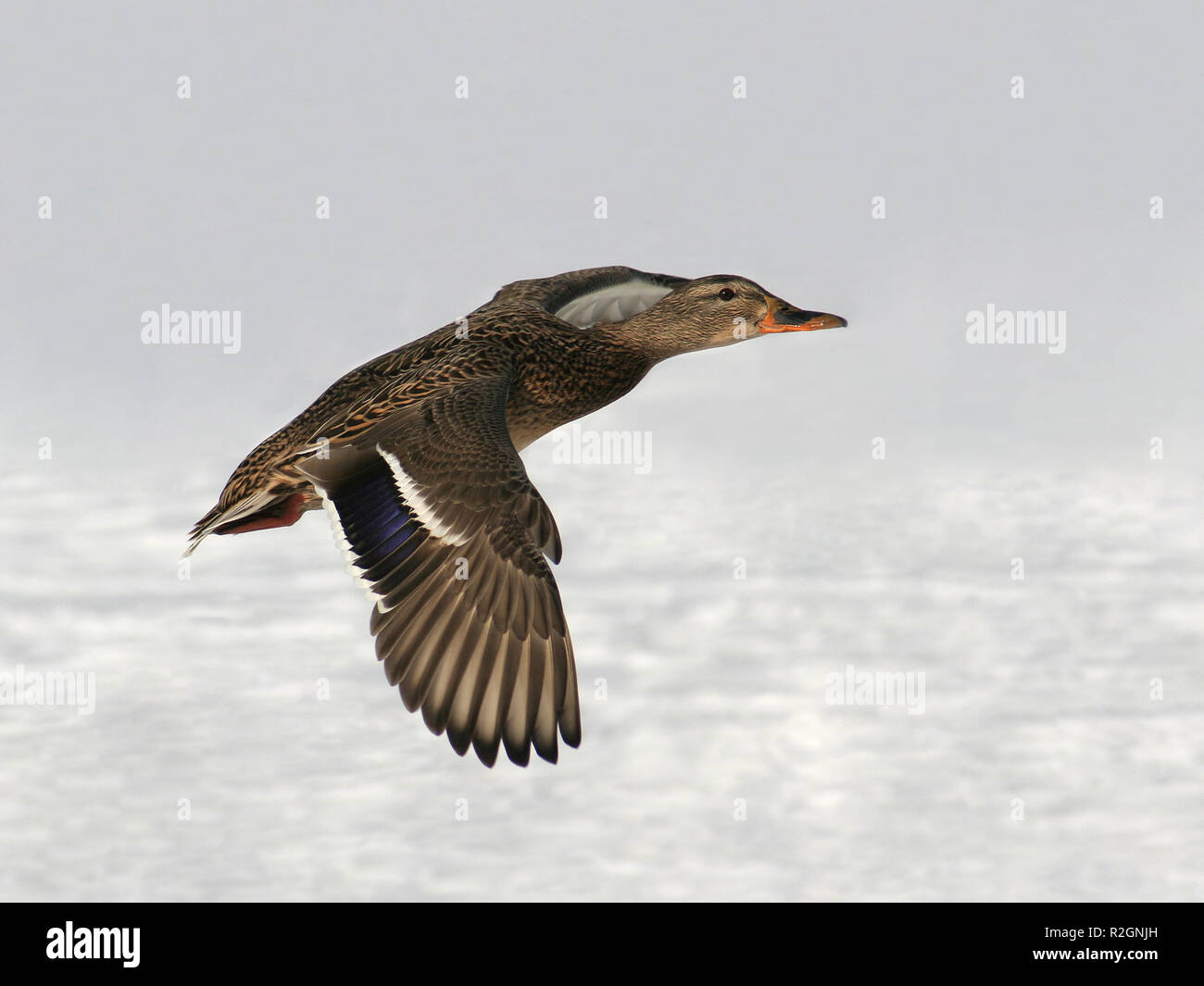 enemy flight i Stock Photo - Alamy
