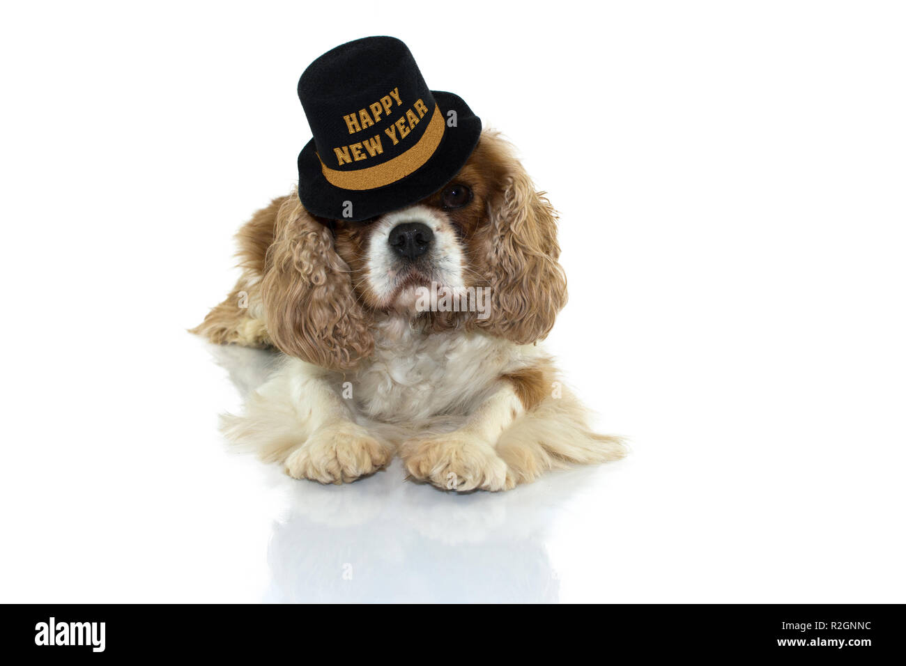 CAVALIER CHARLES DOG CELEBRATING NEW YEAR WITH A PARTY BLACK AND GOLD HAT  WITH TEXT. LYING DOWN, LOOKING AT CAMERA GAINST WHITE BACKGROUND. Stock Photo