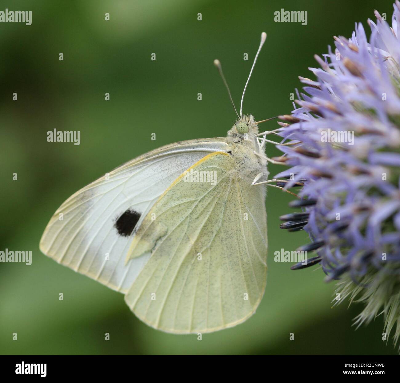 European cabbage butterfly hires stock photography and images Alamy