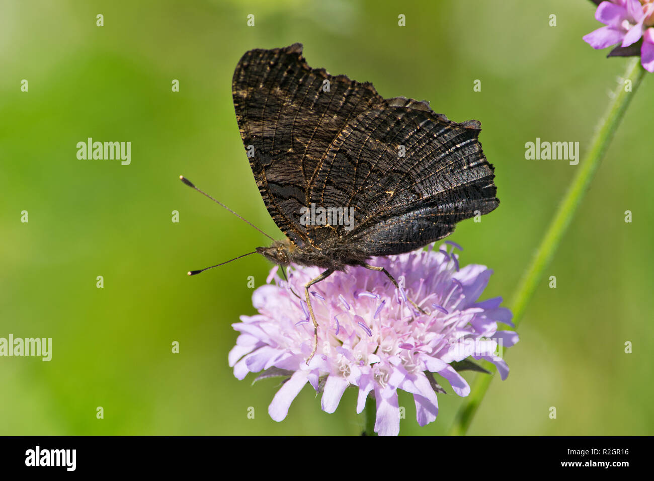 Dorsal side of peacock butterfly. Summer. Czech Republic. Stock Photo