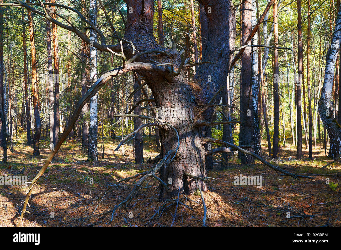 Thick forest area hi-res stock photography and images - Alamy