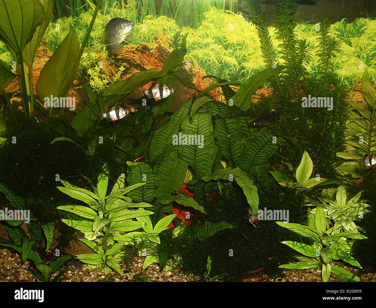 Black aquarium gravel hires stock photography and images Alamy