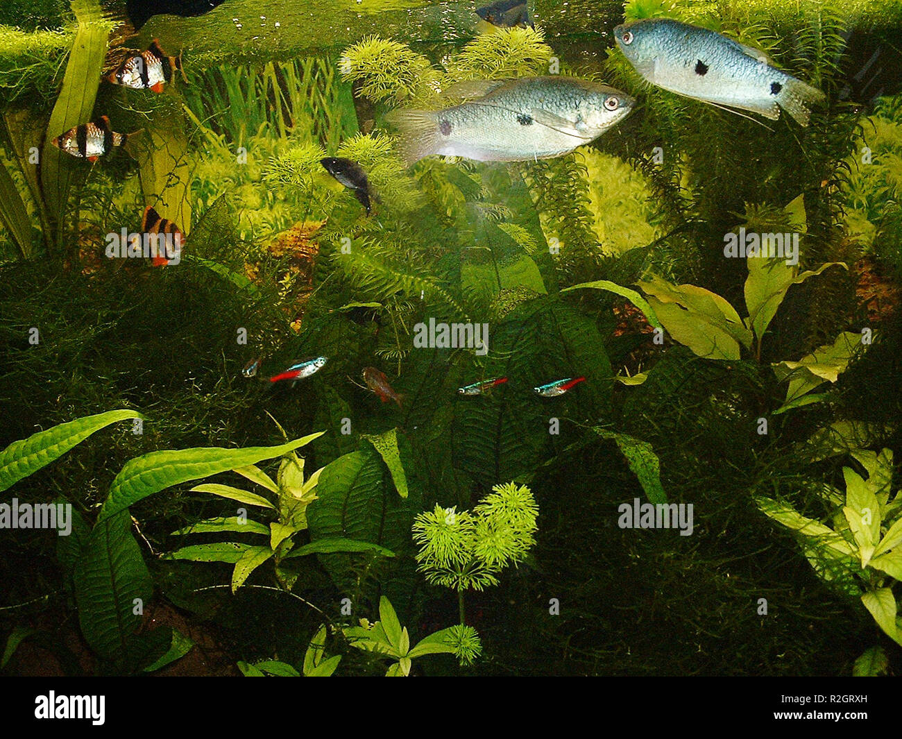 Black aquarium gravel hires stock photography and images Alamy