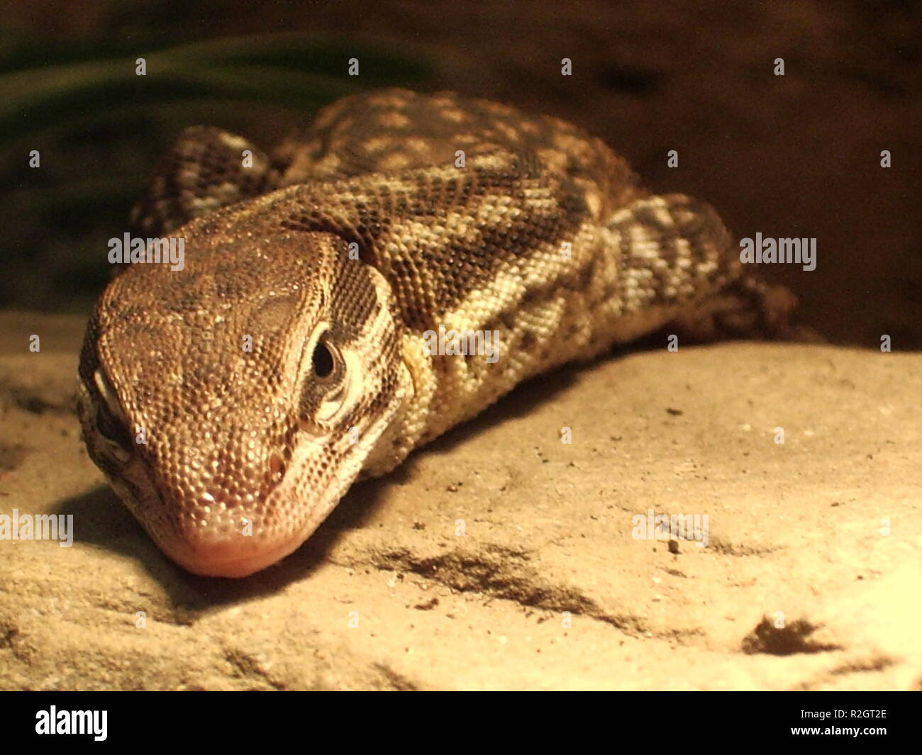 The lazy gecko hi-res stock photography and images - Alamy