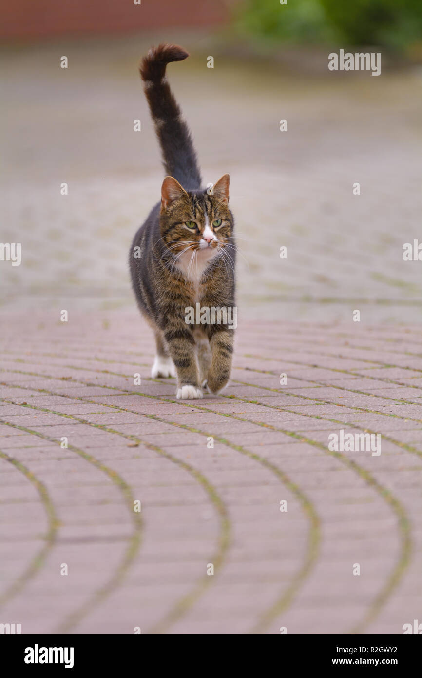 A cat is running on a cobbled street Stock Photo
