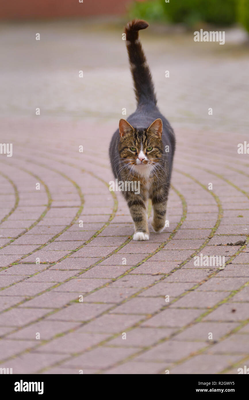 A cat is running on a cobbled street Stock Photo