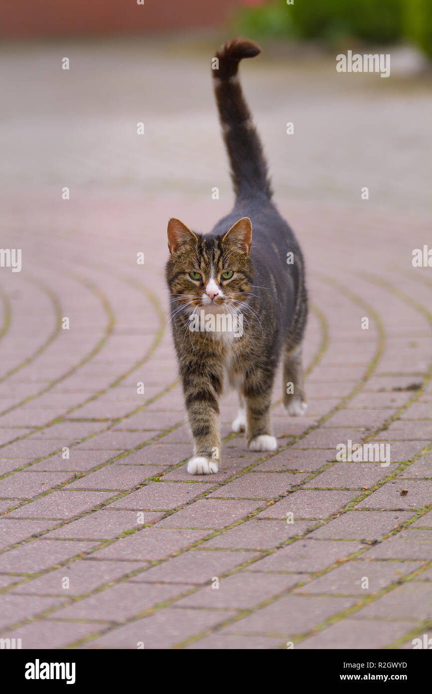 A cat is running on a cobbled street Stock Photo