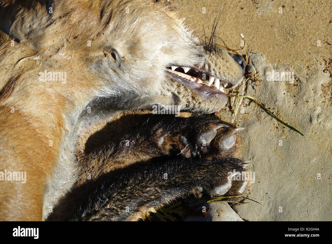 detail of snout, teeth and paws of dead red fox on beach Stock Photo