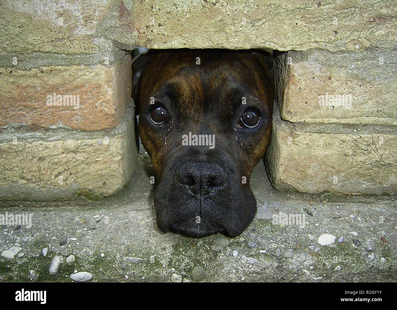 dog in the hole in the wall Stock Photo