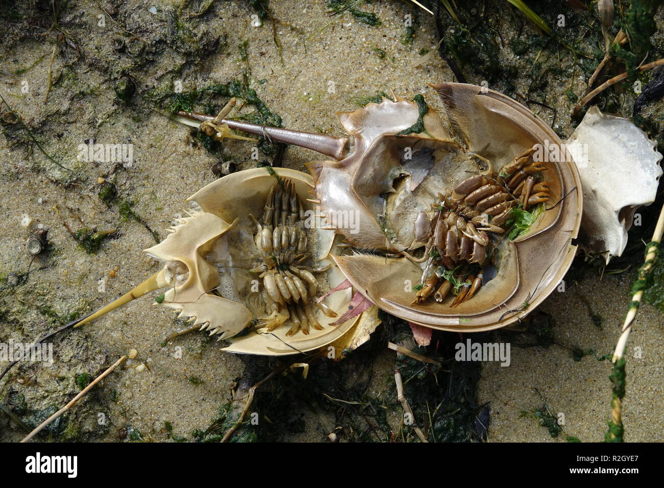 overturned horseshoe crab molts on beach Stock Photo