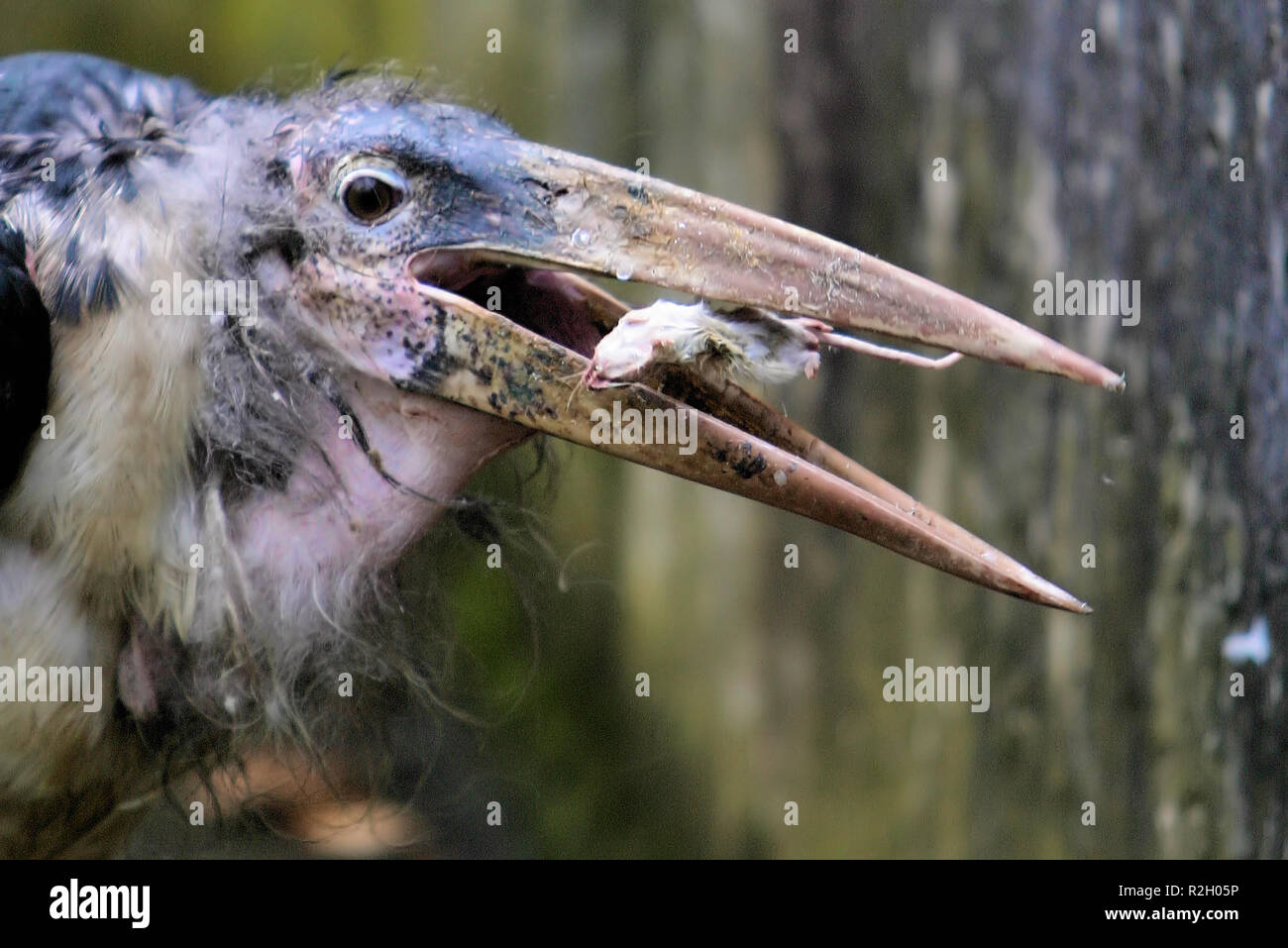 The End Of The Food Chain Stock Photo Alamy the-end-of-the-food-chain-stock-photo-alamy