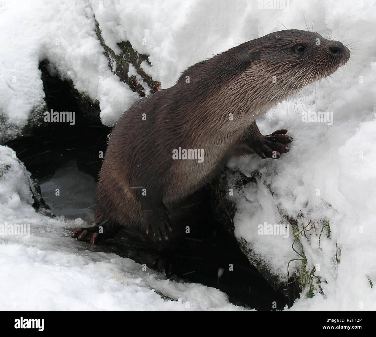 snow - otter Stock Photo