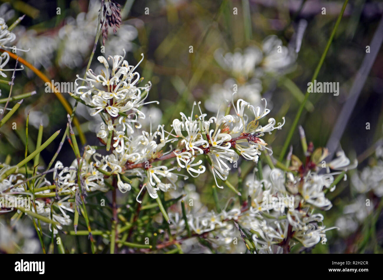 Dagger Hakea flowers, Hakea teretifolia, family Proteaceae. Flowering in spring, Royal National Park, New South Wales, Australia Stock Photo