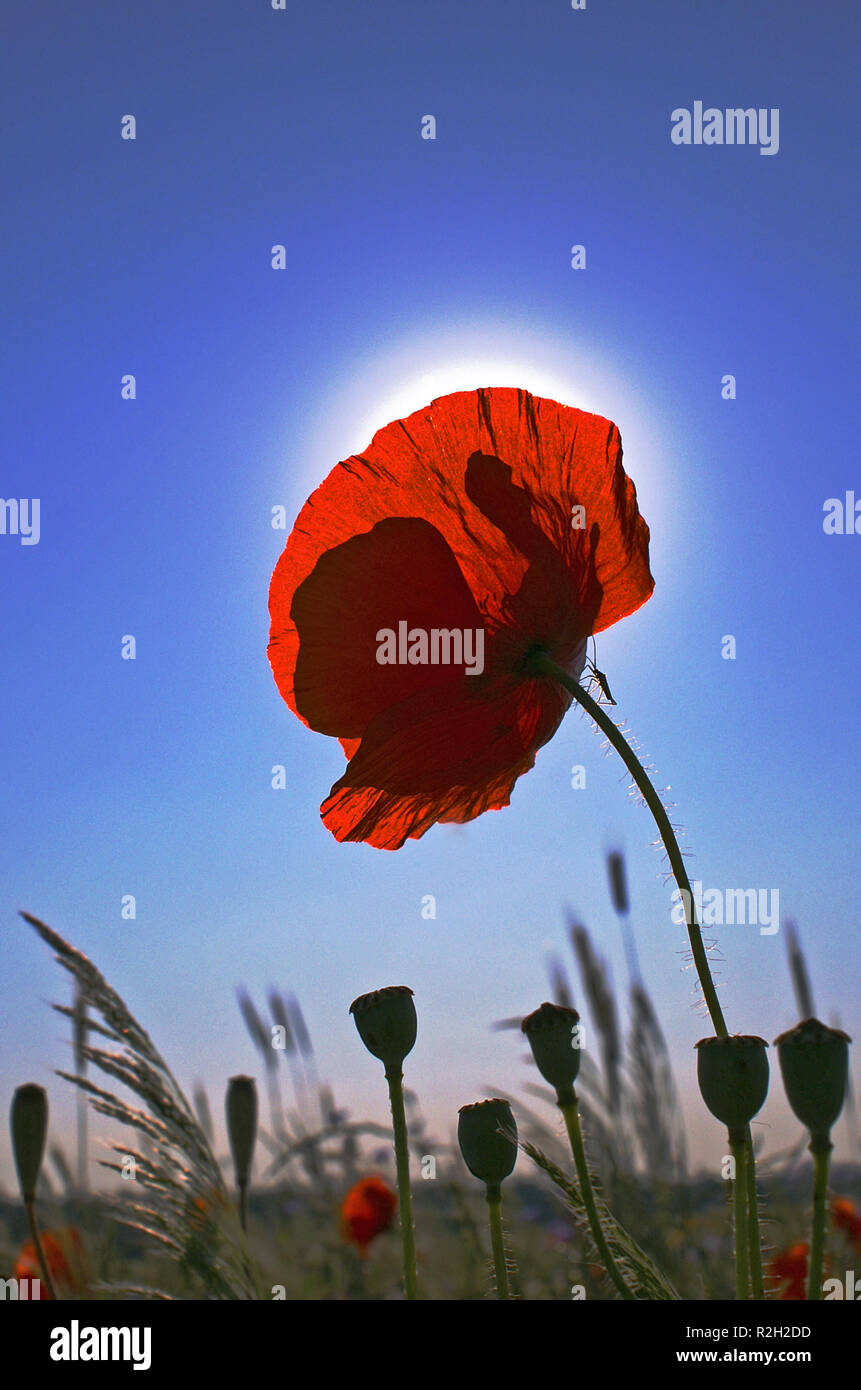 poppy with halo Stock Photo