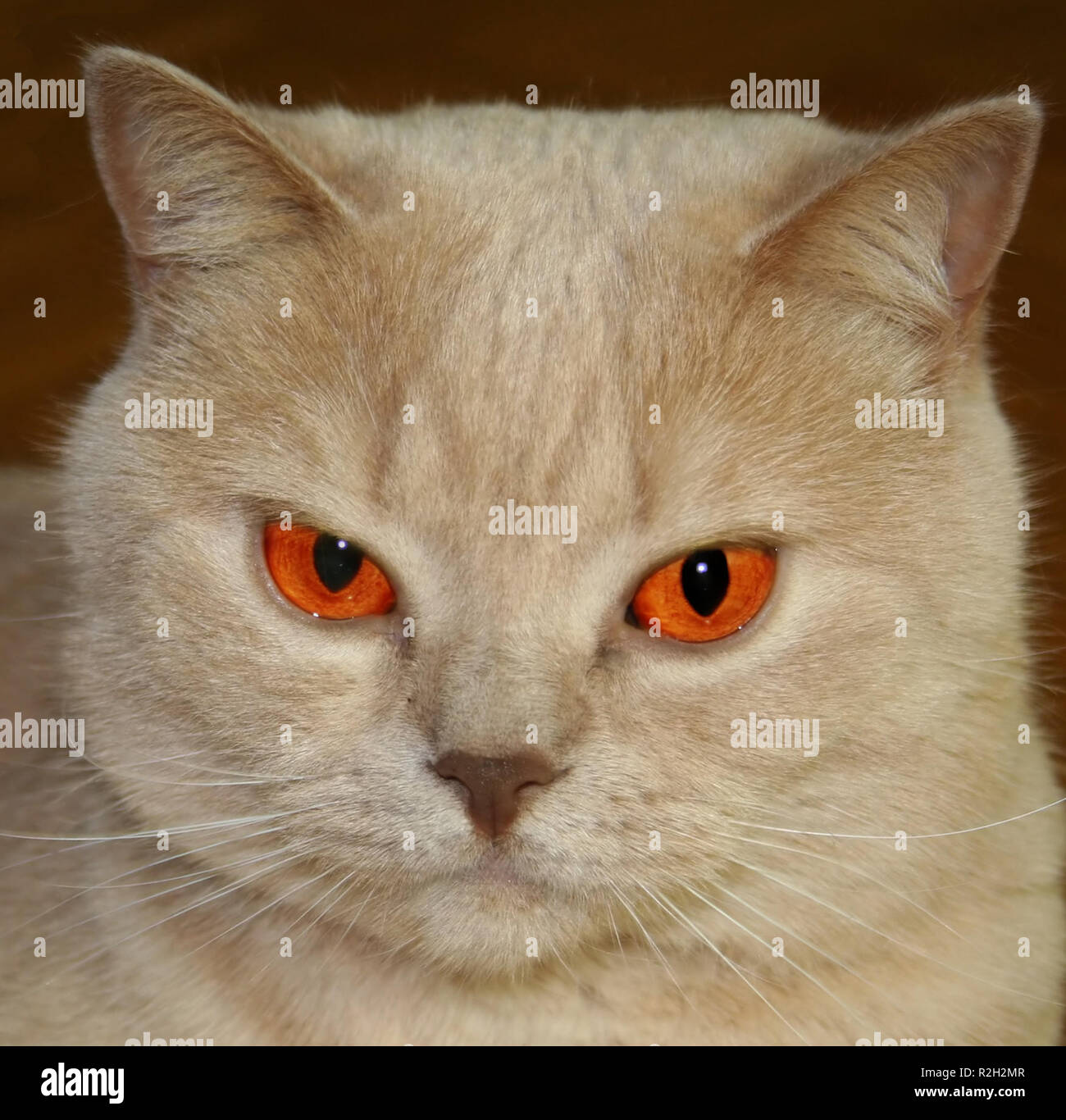 big sister is watching you Stock Photo
