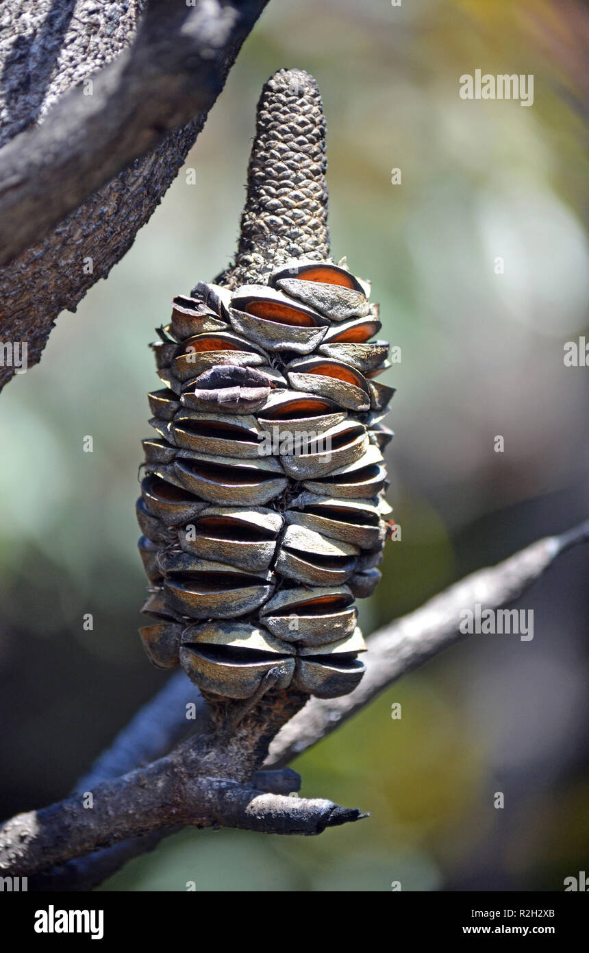 Burnt Banksia serrata cone releasing seeds. Opened by a bushfire in the Royal National Park, NSW, Australia Stock Photo