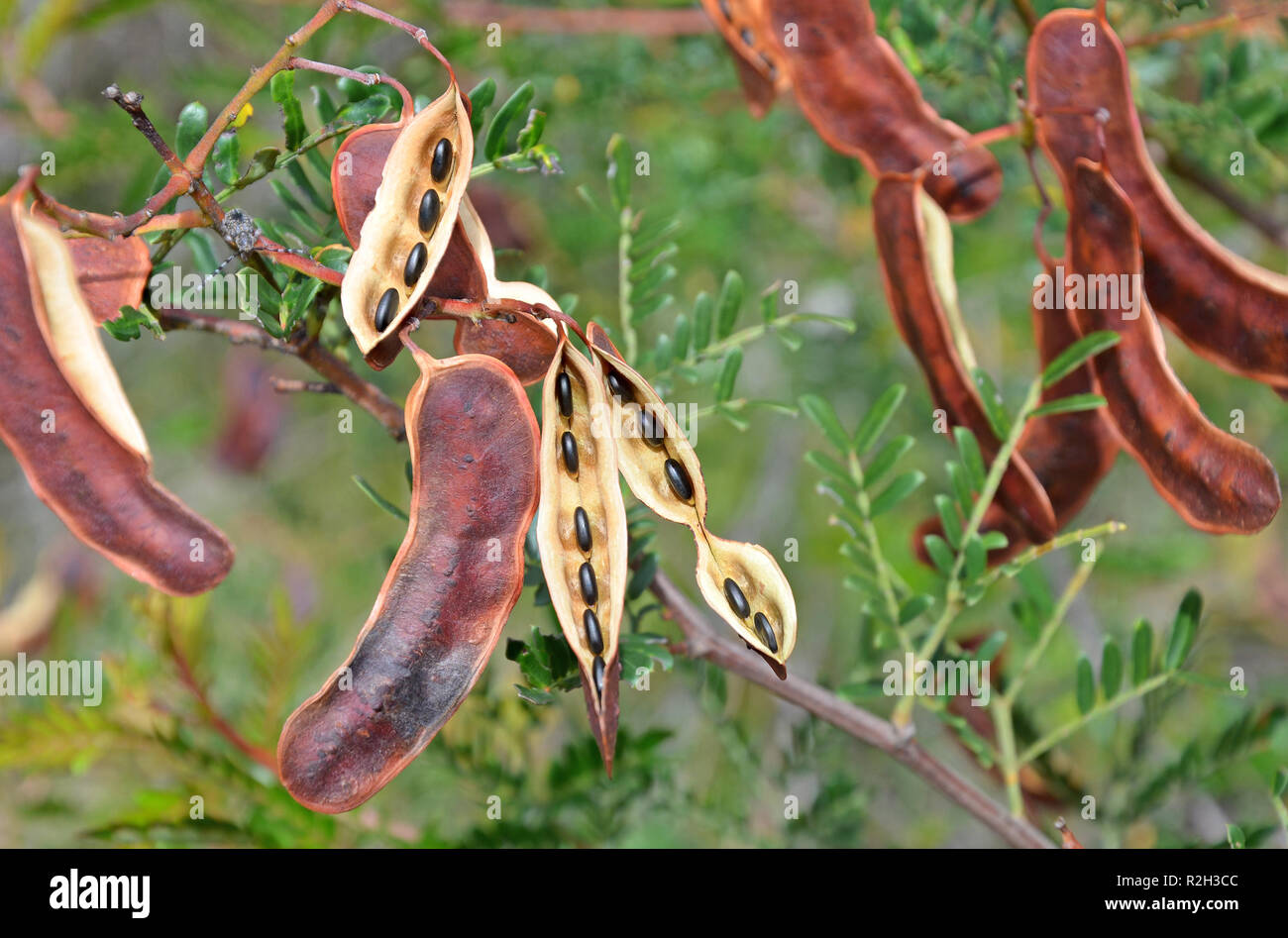 Sunshine Wattle, Acacia terminalis, seed pods with black seeds, growing in woodland, Royal National Park, Sydney, NSW, Australia. Stock Photo