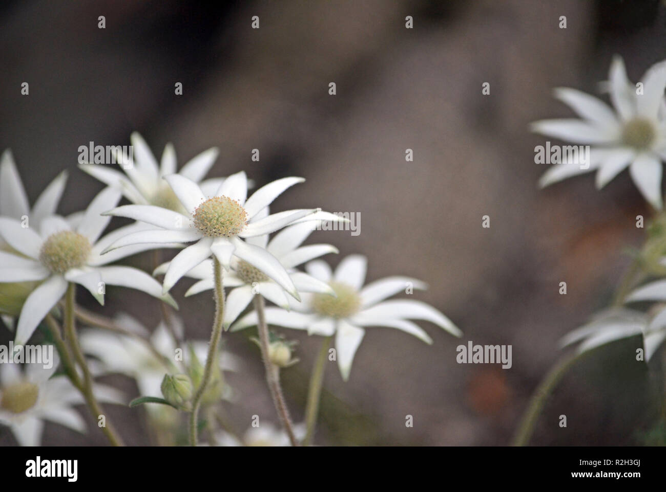 Australian native flannel flowers, Actinotus helianthi, Royal National Park, Sydney, New South Wales, Australia. Spring and summer flowering. Stock Photo