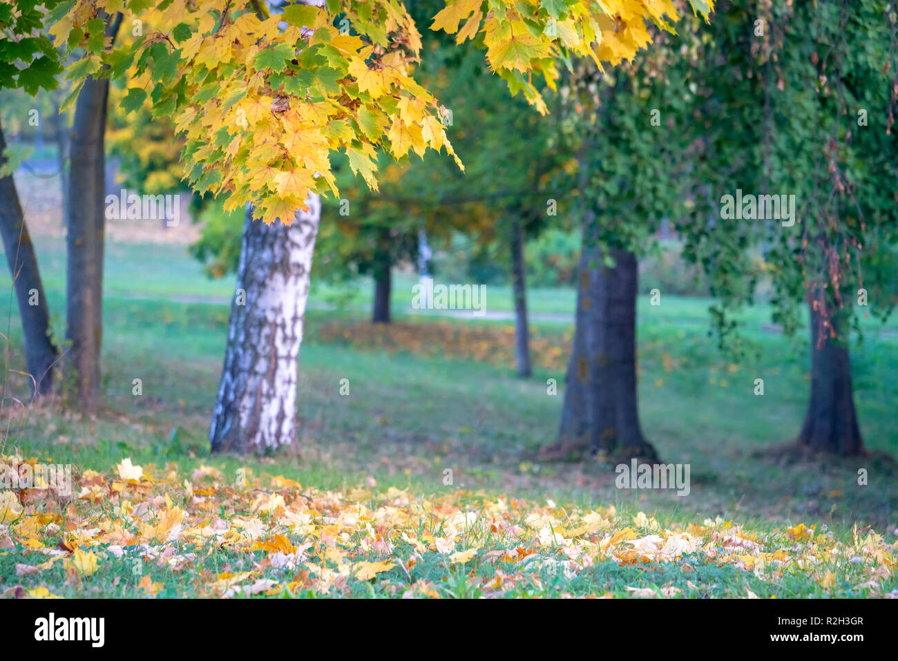 Tree branches with yellow autumn leaves Stock Photo - Alamy
