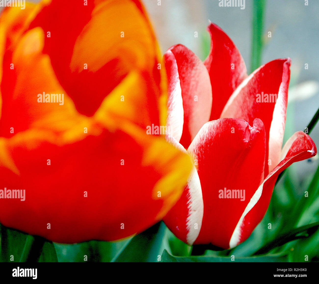 tulips Stock Photo