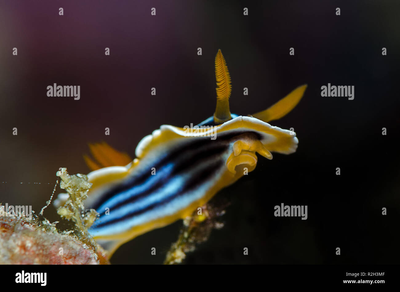 Pyjama nudibranch, Chromodoris quadricolor is a species of very colourful sea slug, a dorid nudibranch, a marine opisthobranch gastropod mollusc. Stock Photo