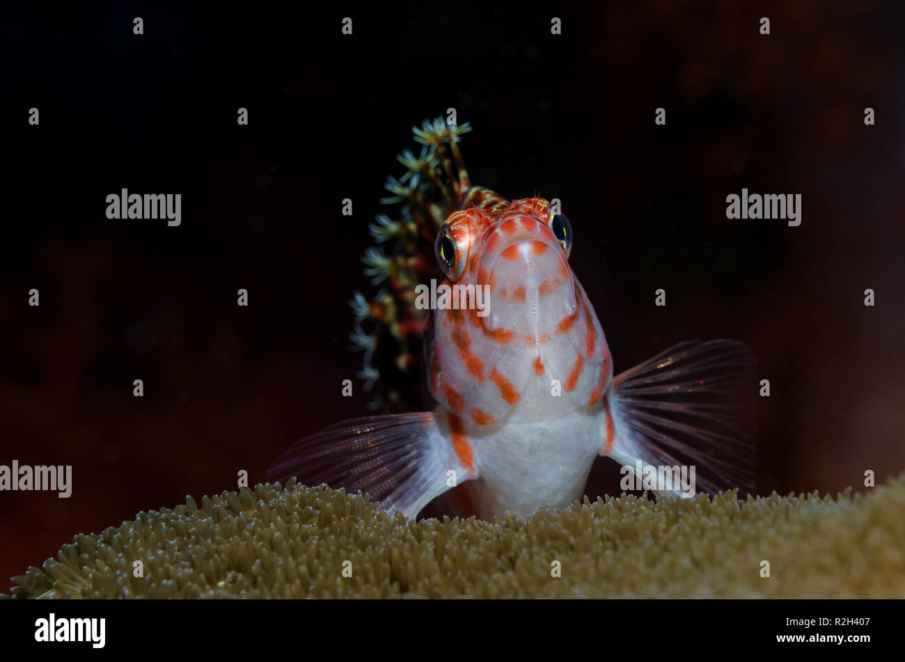 The dwarf hawkfish, Cirrhitichthys falco, is a small species of hawkfish found on tropical reefs in the Indo-Pacific region Stock Photo