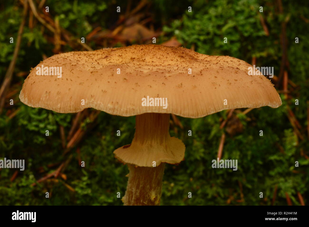 Mushroom hat hi-res stock photography 