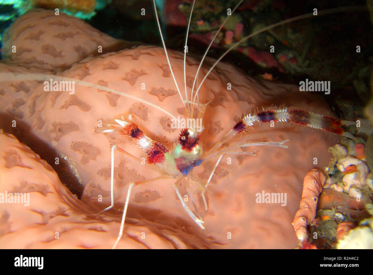 shrimp,stenopus hispidus Stock Photo