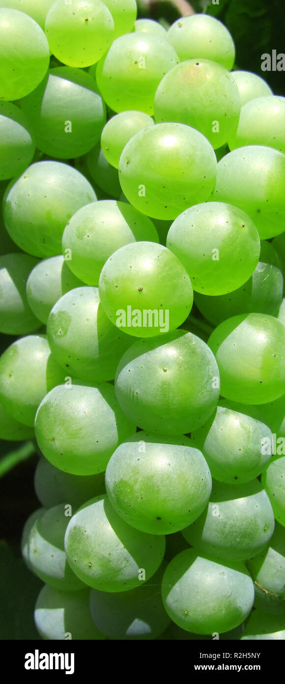 grapevine Stock Photo