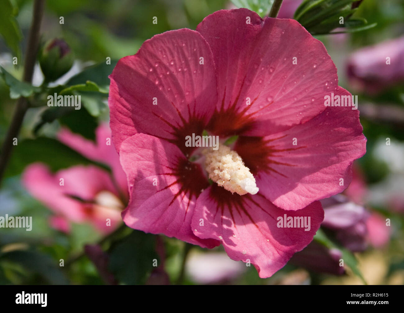 hibiscus flower 4 Stock Photo