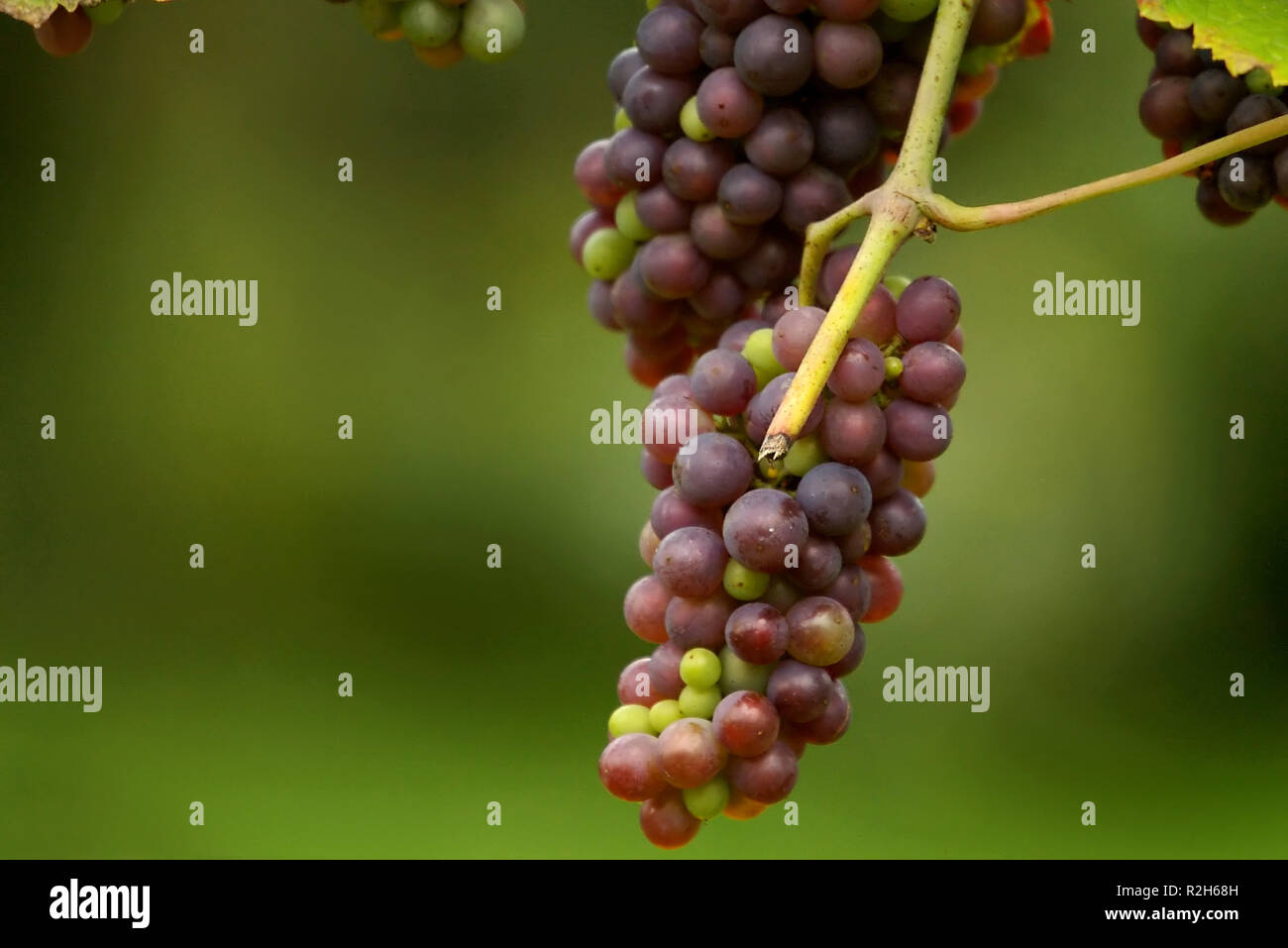 red wine grapes Stock Photo Alamy