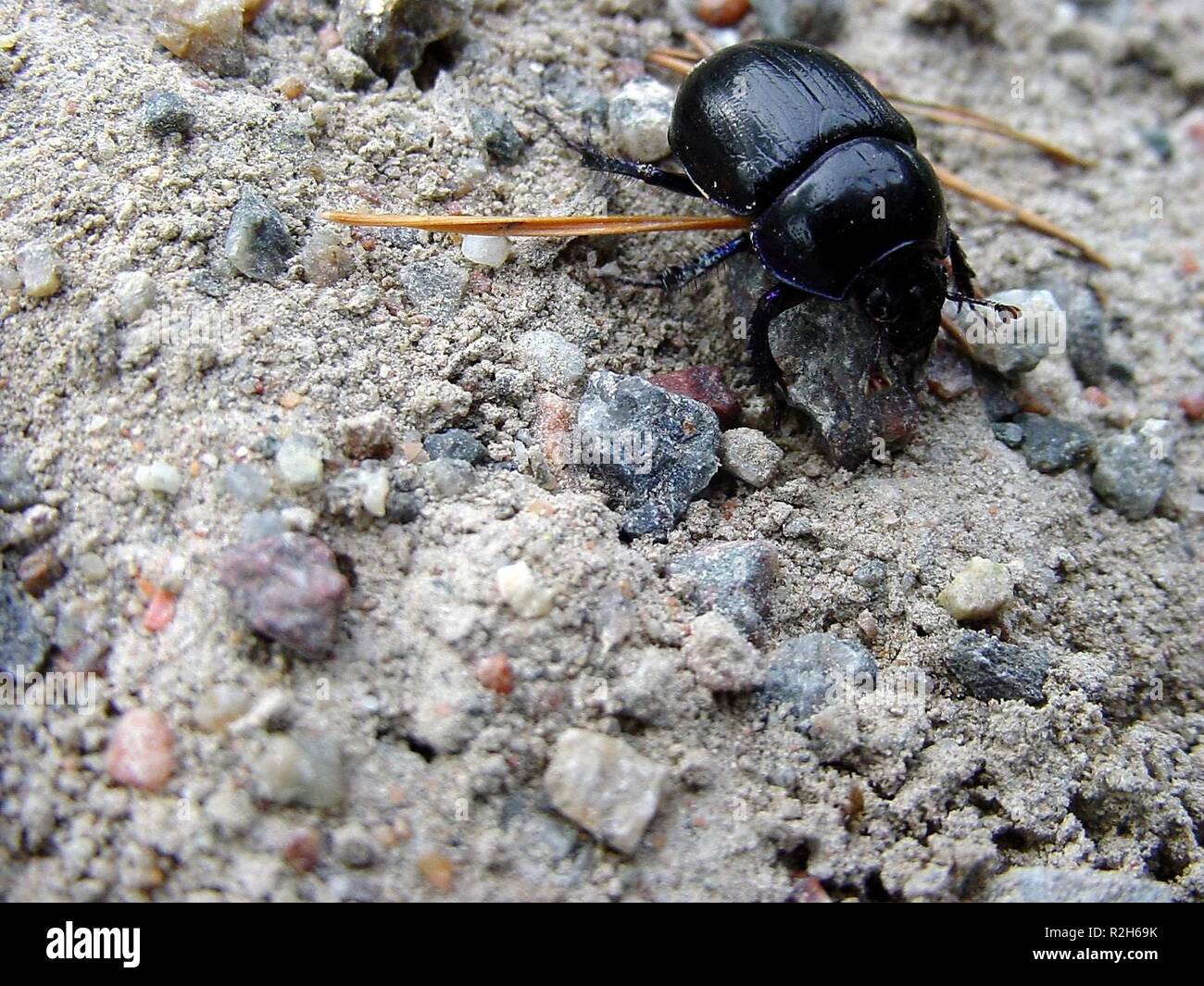 dung beetle 1 (geotrupidae) Stock Photo