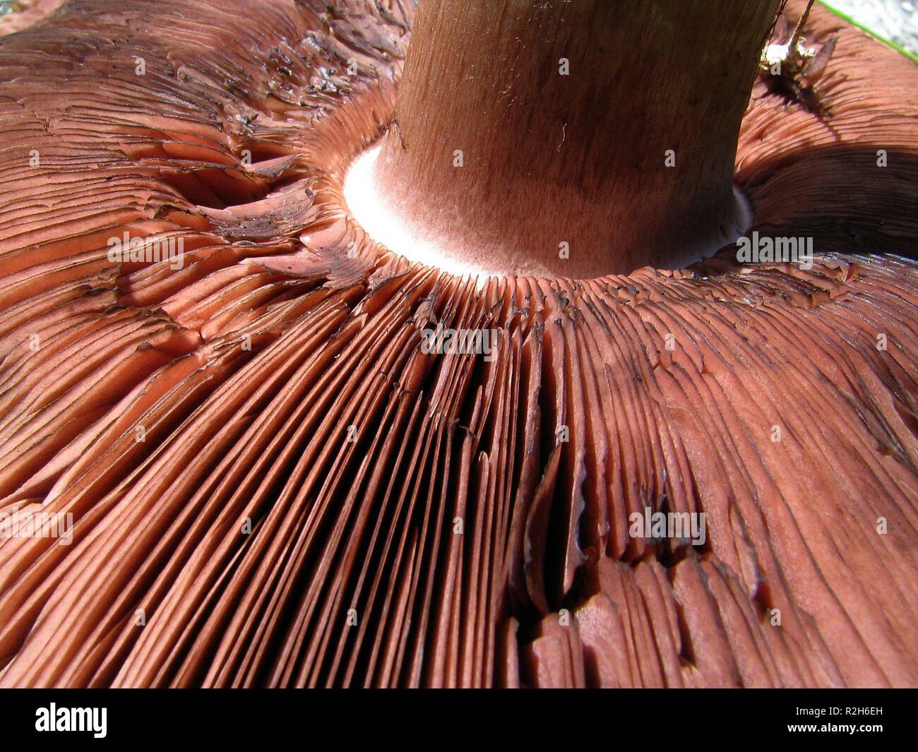 lamellae of field mushrooms Stock Photo