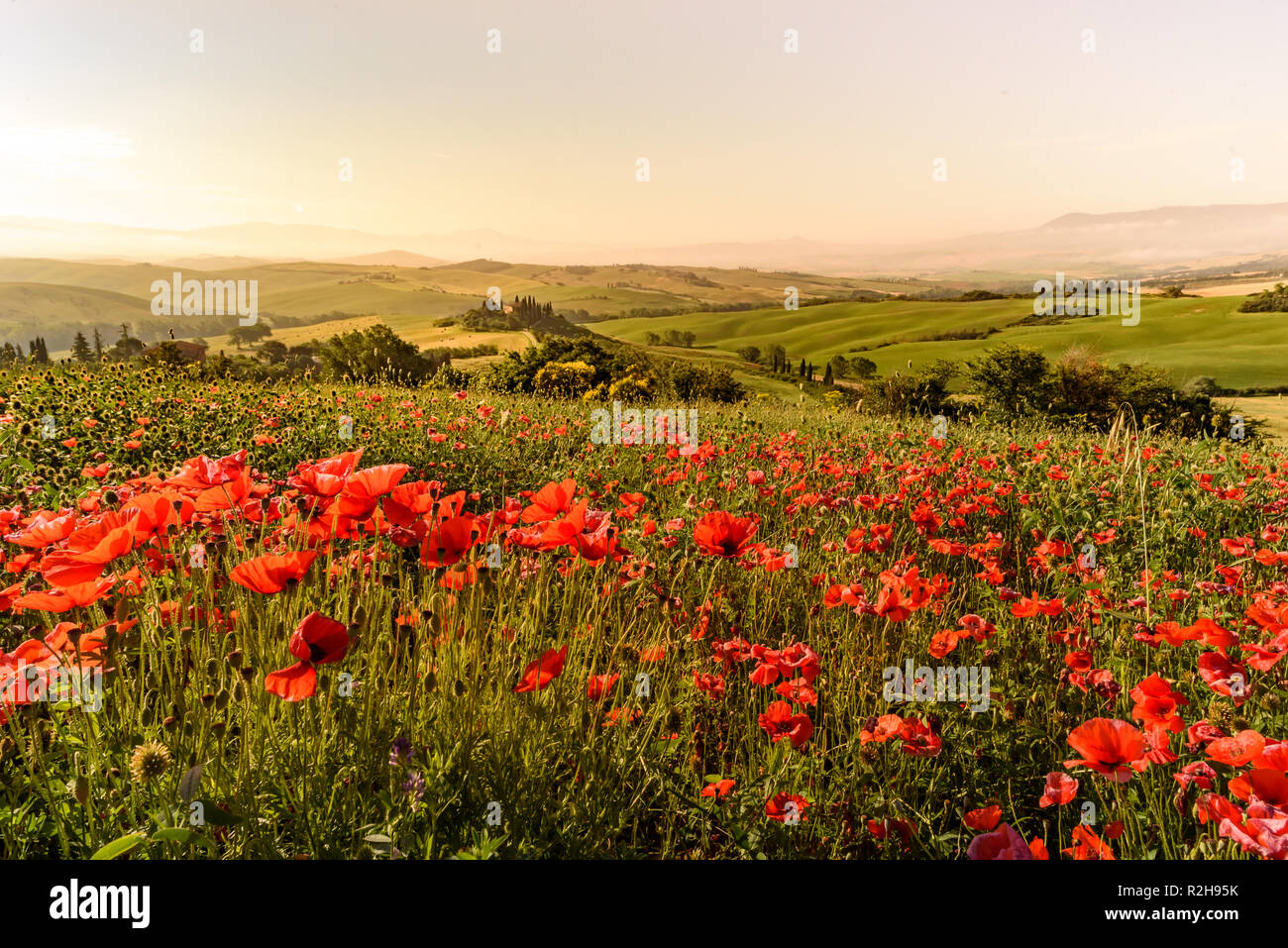 Tuscan nature hi-res stock photography and images - Alamy