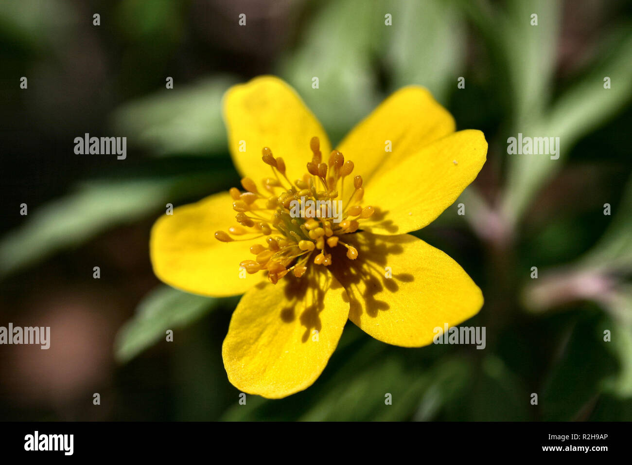 2 yellow anemone hi-res stock photography and images - Alamy