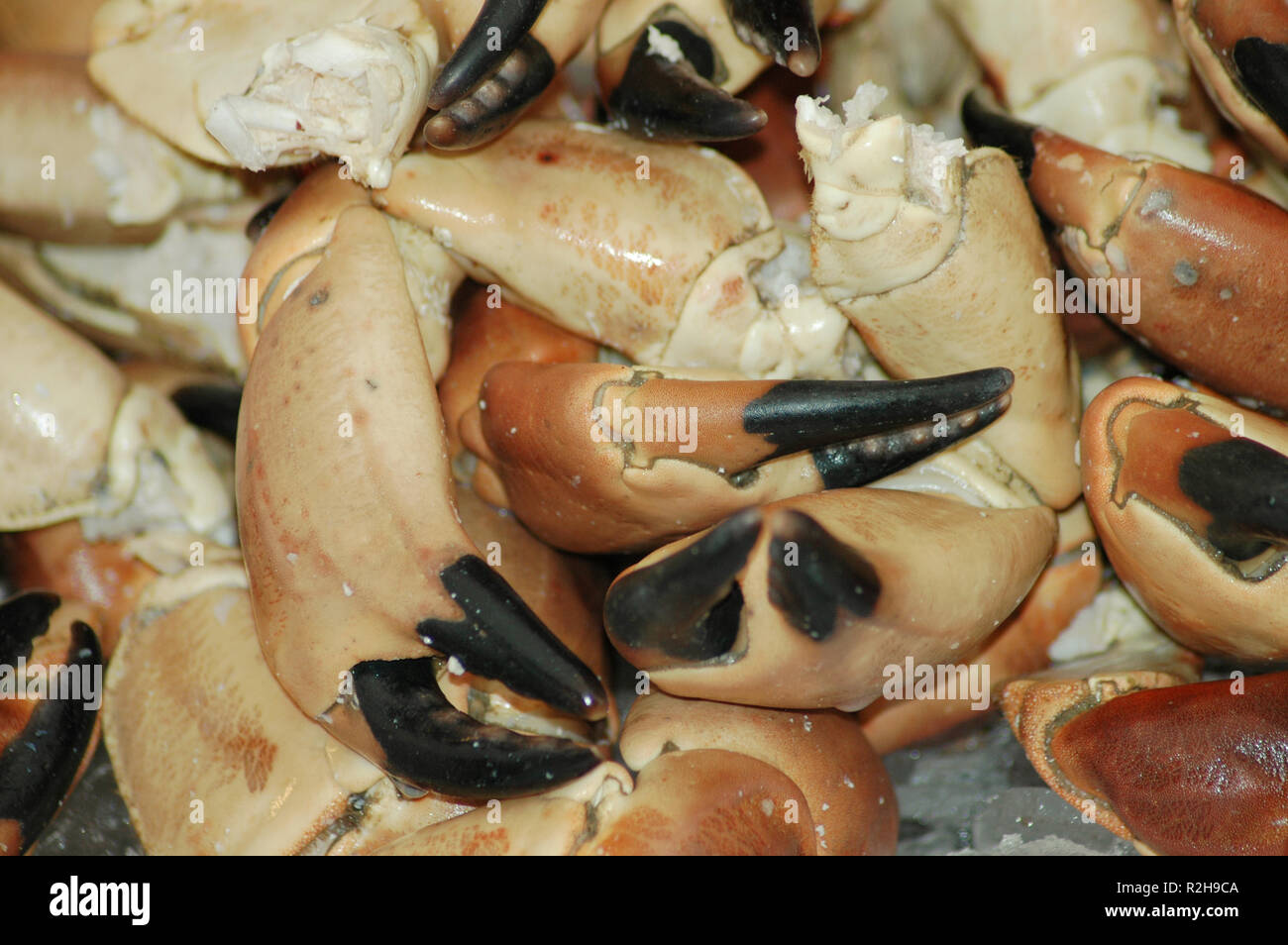 crustaceans Stock Photo