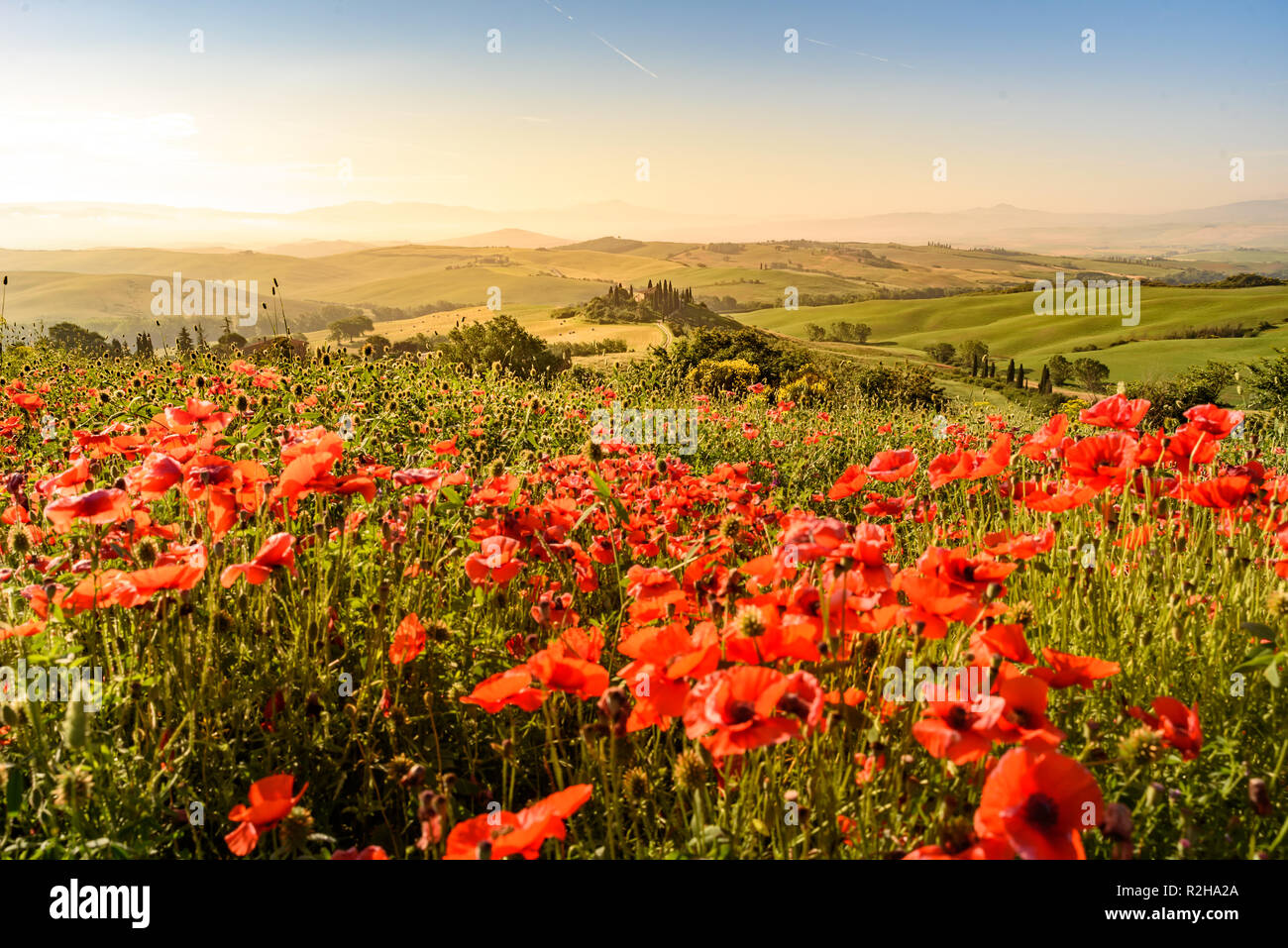 Poppy Flower Field In Beautiful Landscape Scenery Of Tuscany In Italy Podere Belvedere In Val D Orcia Region Travel Destination In Europe Stock Photo Alamy Poppy Flower Field In Beautiful Landscape Scenery Of Tuscany In Italy Podere Belvedere In Val D Orcia Region Travel Destination In Europe Stock Photo Alamy