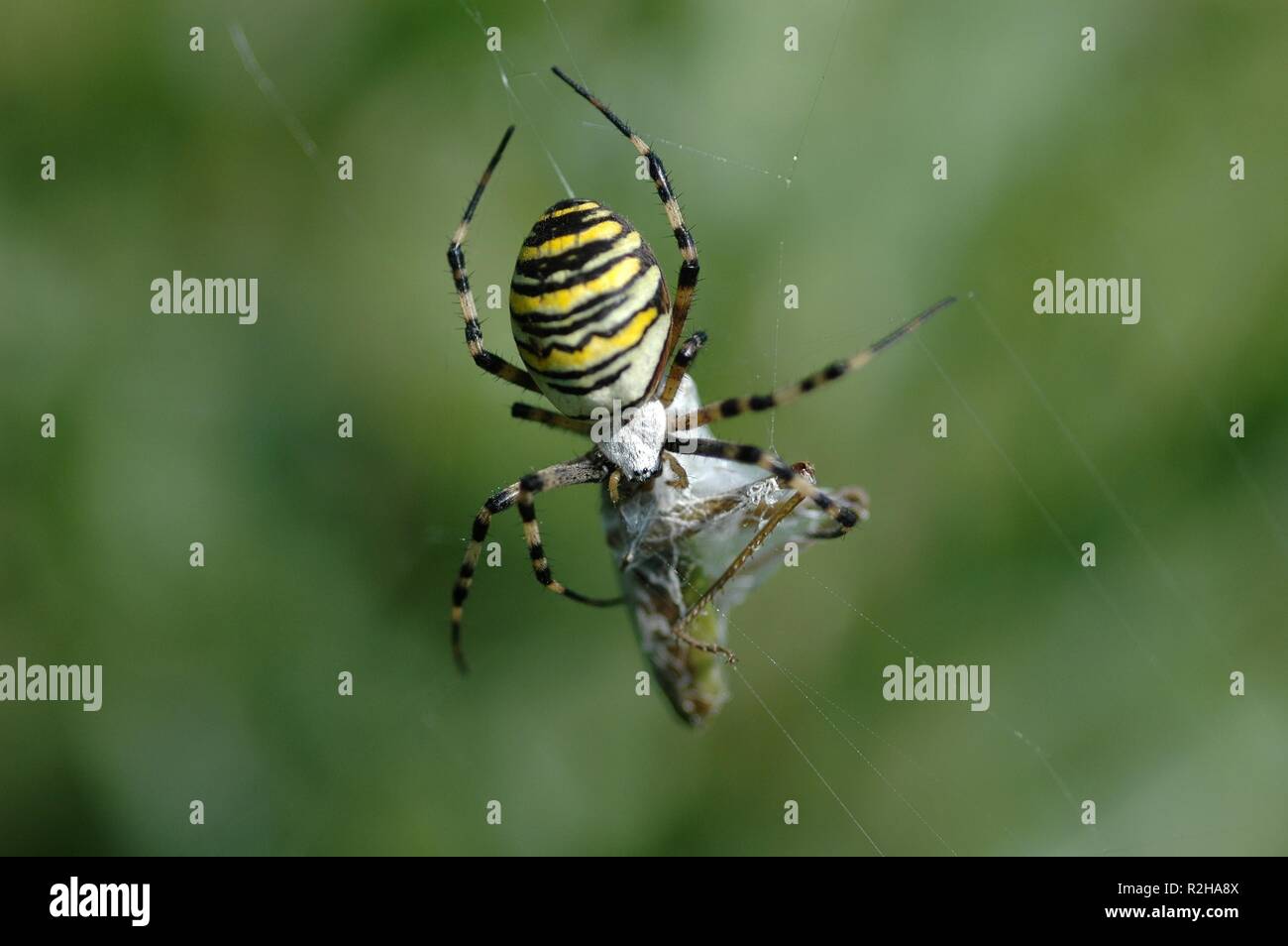 spider m. prey Stock Photo