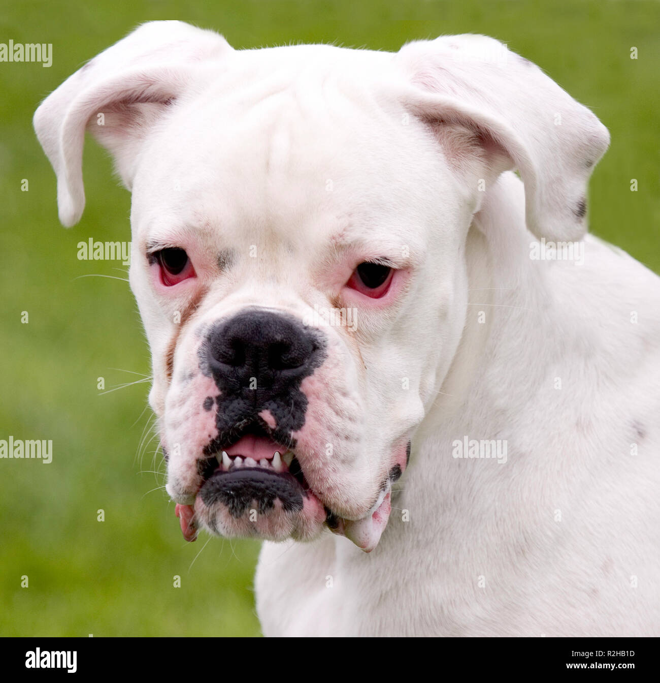 Albino boxer hi-res stock photography and images - Alamy