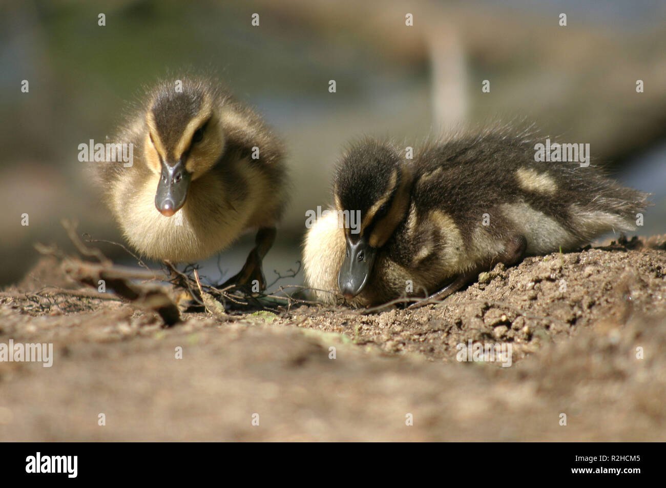 Baby waterfowl hi-res stock photography and images - Alamy