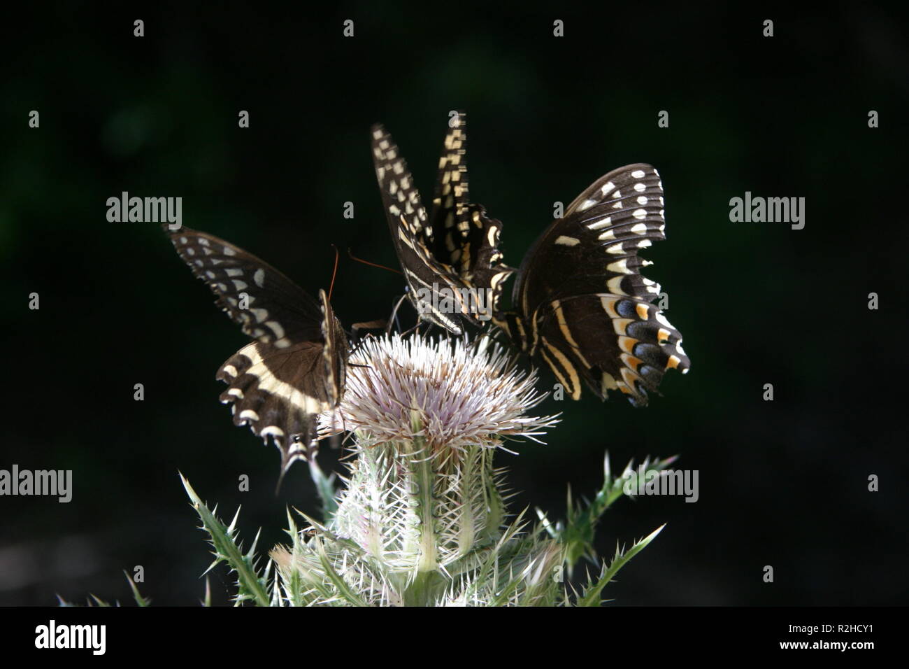 swallowtail butterfly 2 Stock Photo